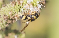 Euodynerus variegatus