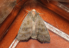 Ipimorpha subtusa