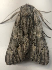 Catocala coccinata