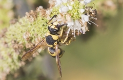 Euodynerus variegatus