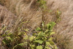 Tarchonanthus trilobus