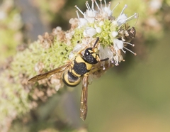 Euodynerus variegatus