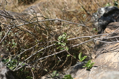 Putterlickia retrospinosa