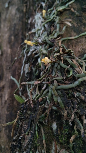 Taeniophyllum hasseltii thumbnail
