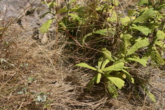 Tarchonanthus trilobus