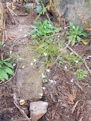 Lobelia vanreenensis