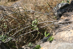 Putterlickia retrospinosa