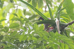 Phapitreron amethystinus