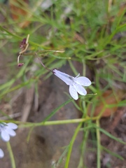 Lobelia vanreenensis