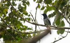 Malindangia mcgregori