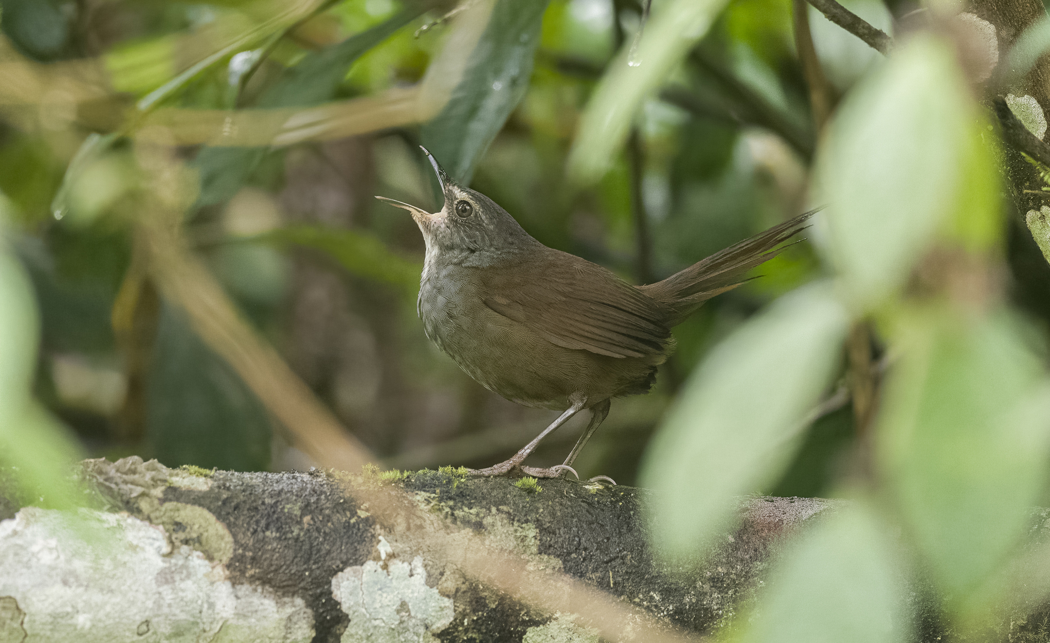 Long-tailed Bush Warbler (Locustella caudata), photo 3