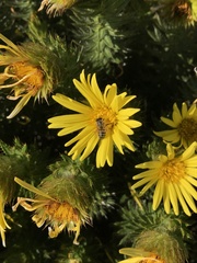 Cullumia carlinoides