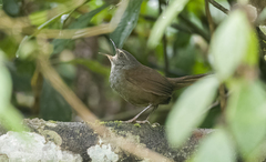 Locustella caudata