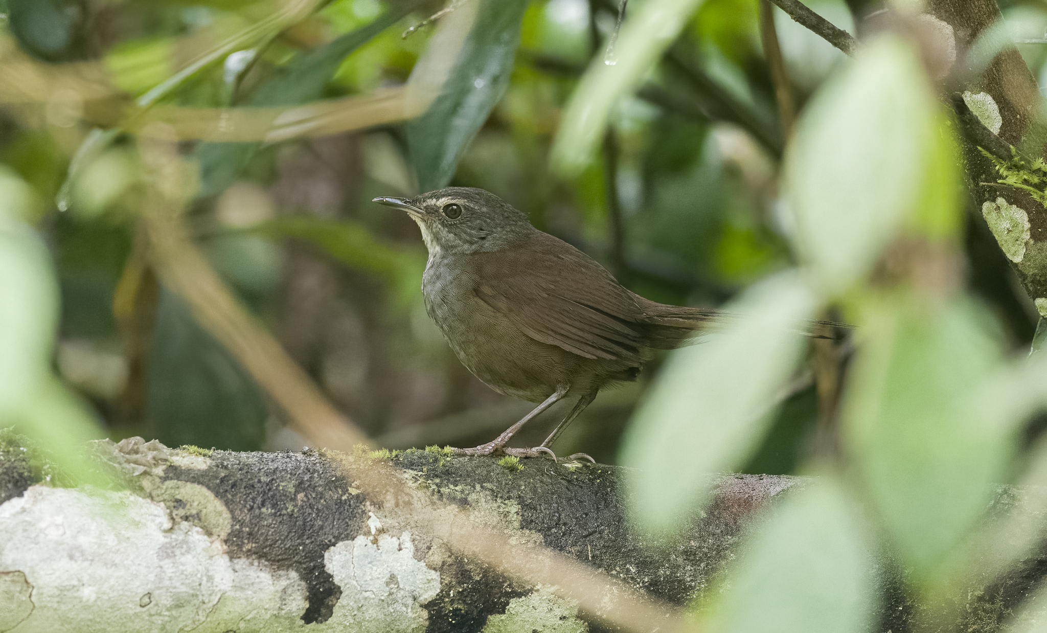 Long-tailed Bush Warbler (Locustella caudata), photo 7
