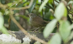 Locustella caudata
