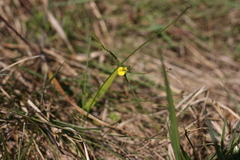 Argyrolobium harveyanum