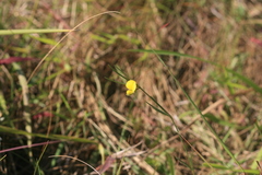 Argyrolobium harveyanum