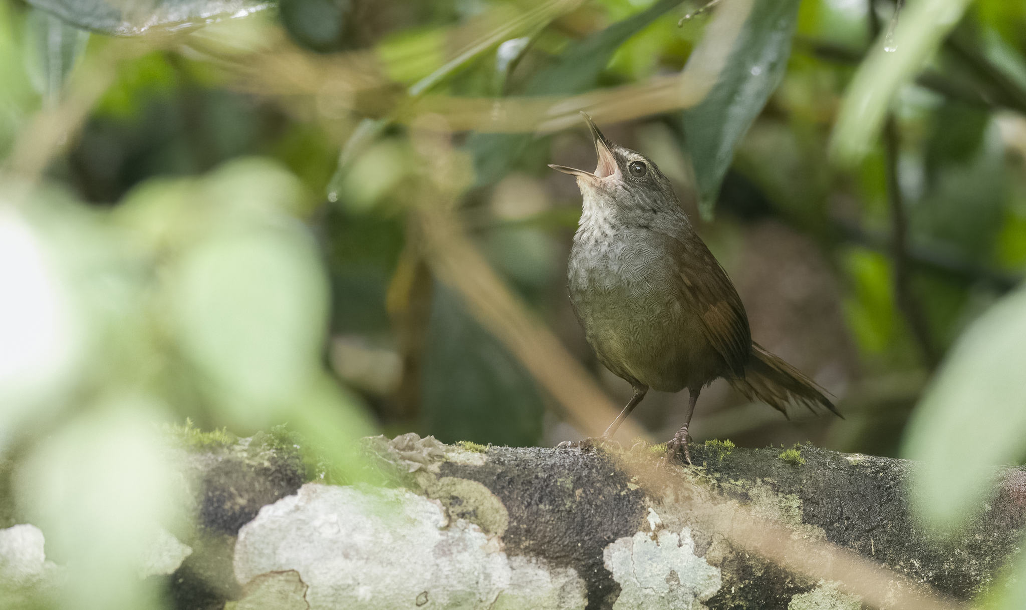 Long-tailed Bush Warbler (Locustella caudata), photo 8