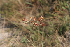 Helichrysum griseum