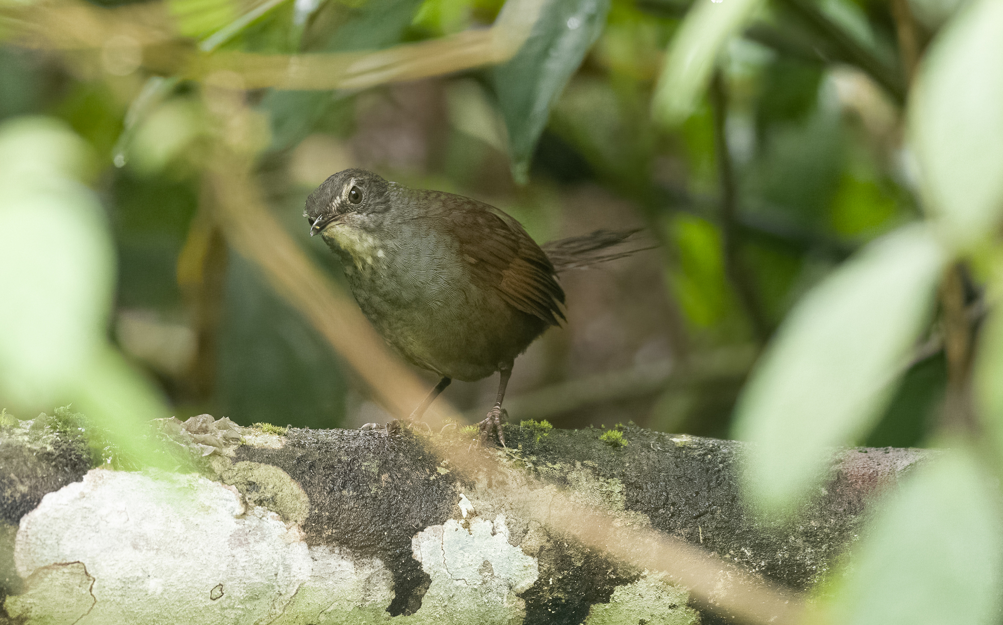 Long-tailed Bush Warbler (Locustella caudata), photo 9