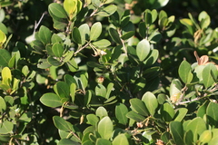 Manilkara nicholsonii