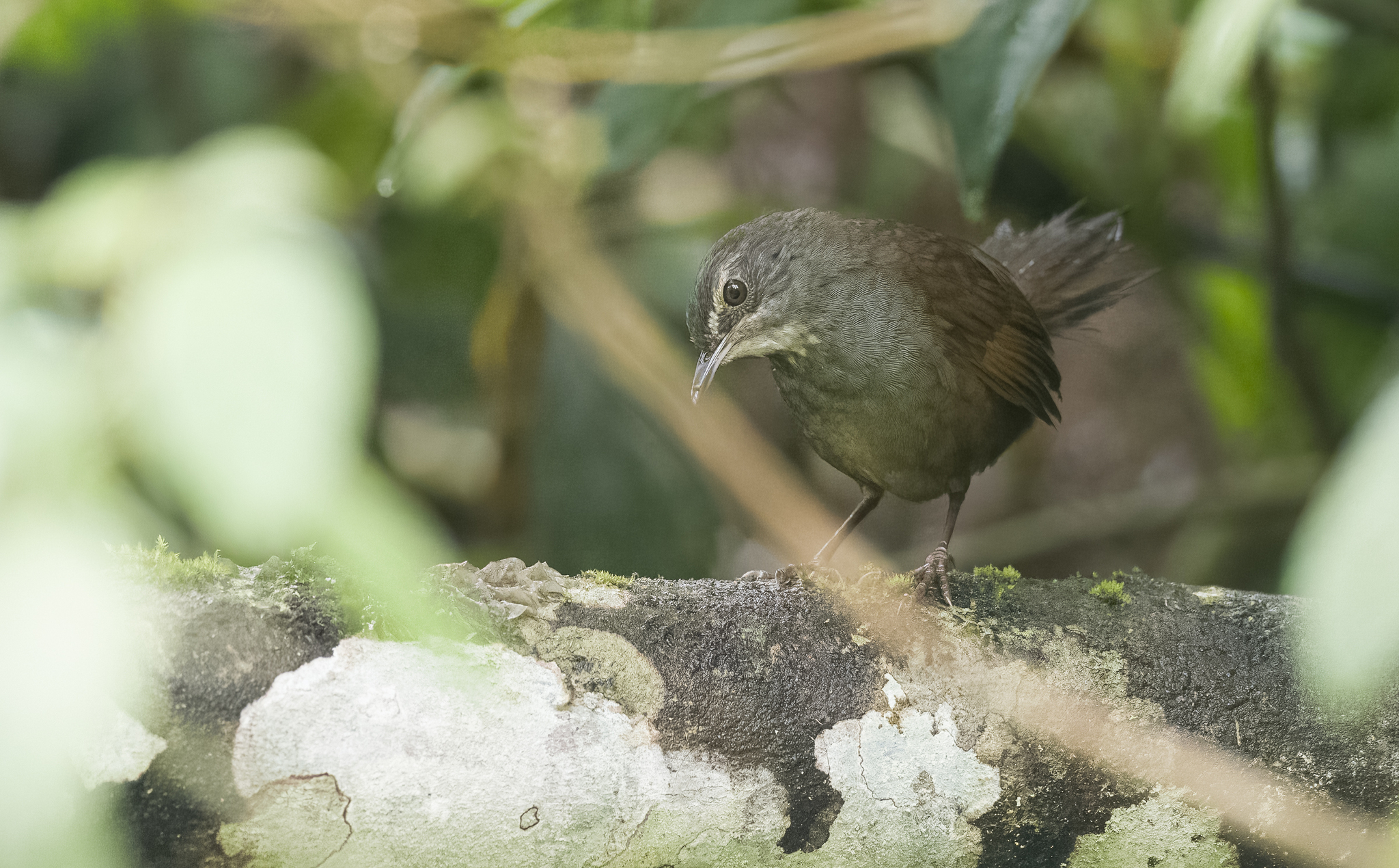Long-tailed Bush Warbler (Locustella caudata), photo 10