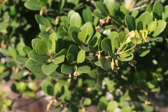 Manilkara nicholsonii