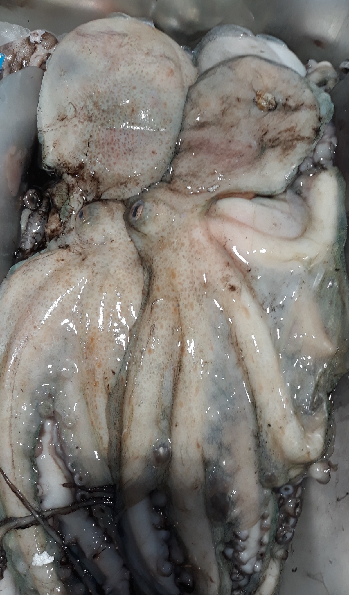 マダコ, achtarm, almindelig ottearmet blæksprutte, attaarmade bläckfiskar, azeiz, chobotnice pobřežní, common atlantic octopus, common european octopus, common octopus, gemeiner krake, gemeiner octopus, gewöhnlicher krake, gewone achtarm, gewone octopus