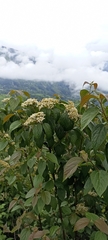 Viburnum mullaha