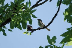 Phylloscopus bonelli