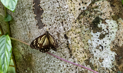 Hestinalis waterstradti