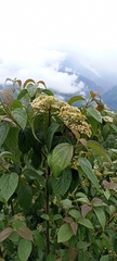 Viburnum mullaha