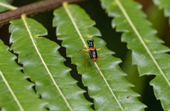 Therates fasciatus