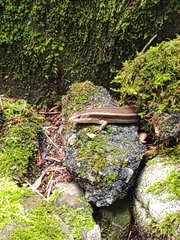 Plestiodon finitimus