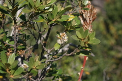 Brachylaena glabra