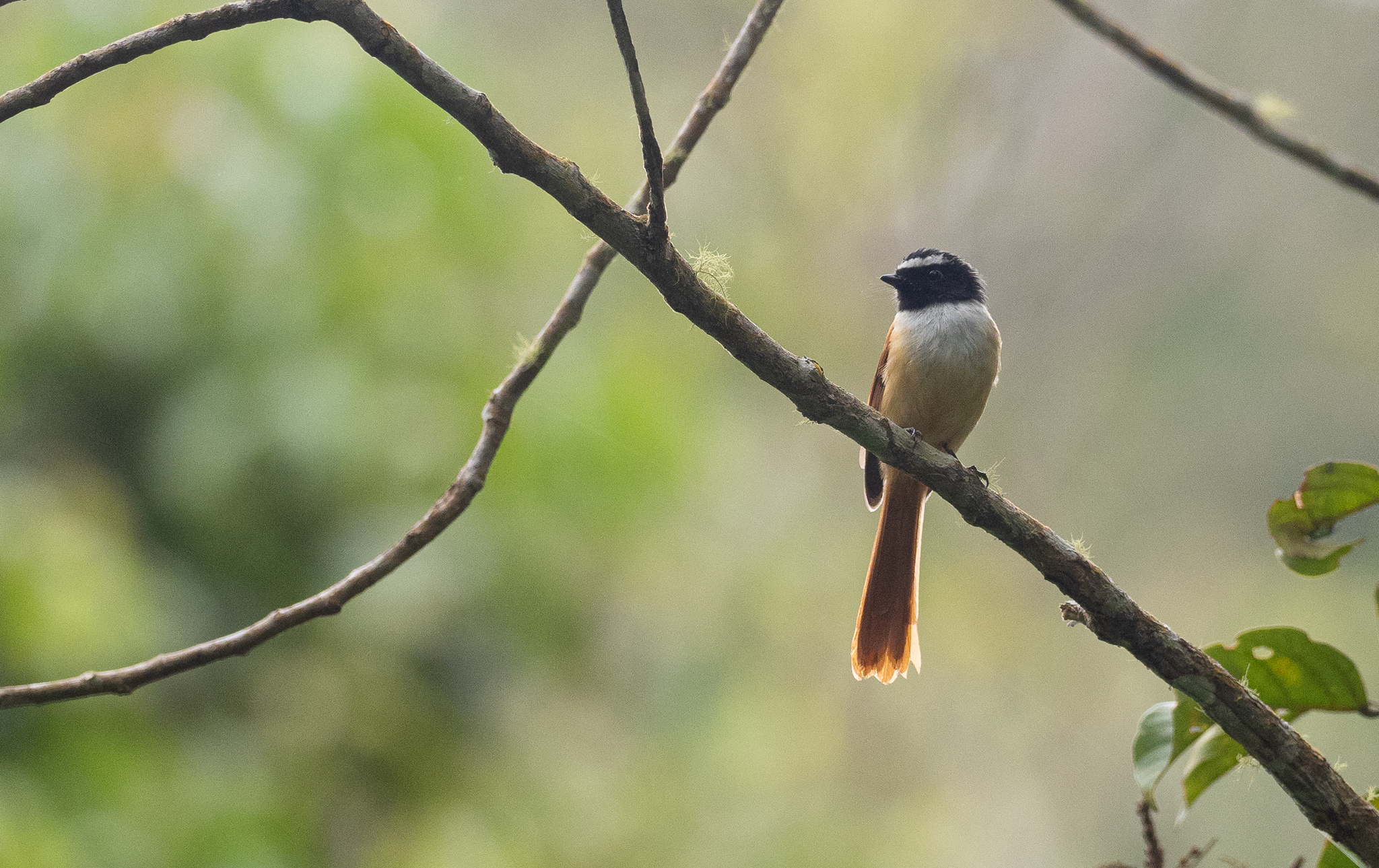 Black-and-cinnamon Fantail (Rhipidura nigrocinnamomea), photo 9