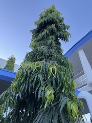 Monoon