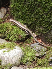 Plestiodon finitimus