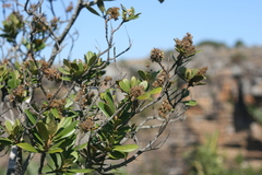 Brachylaena glabra