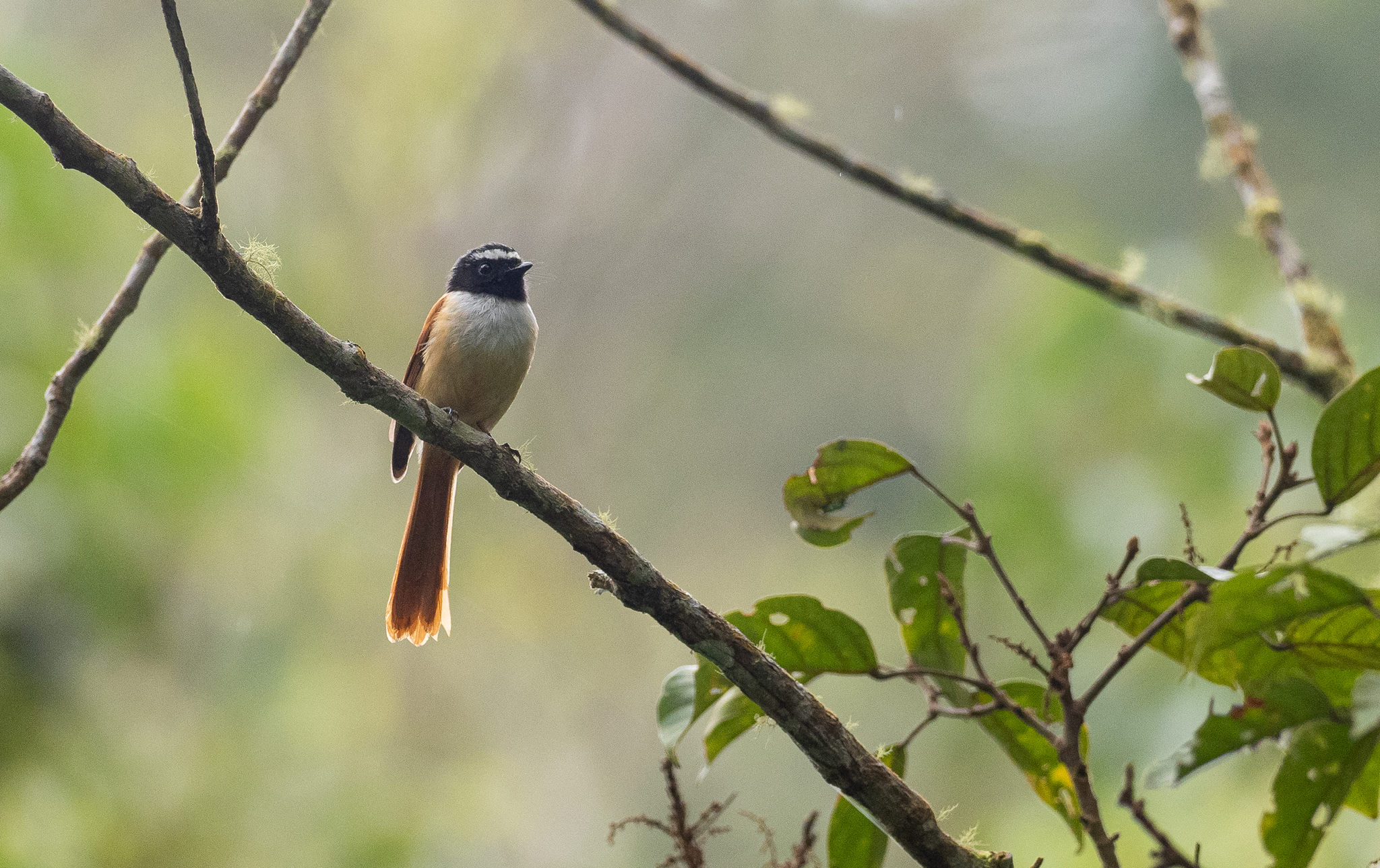 Black-and-cinnamon Fantail (Rhipidura nigrocinnamomea), photo 10