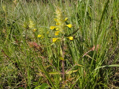 Melampyrum carstiense