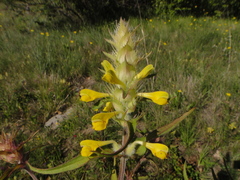 Melampyrum carstiense