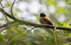 Rhipidura nigrocinnamomea