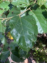 Mallotus mollissimus