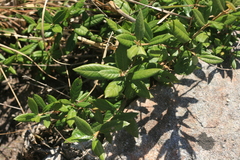 Anastrabe integerrima