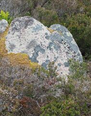 Circinaria caesiocinerea