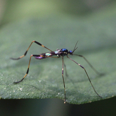 Gymnastes flavitibia