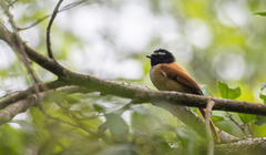 Rhipidura nigrocinnamomea