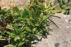 Anastrabe integerrima