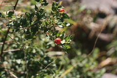 Cryptocarya wyliei